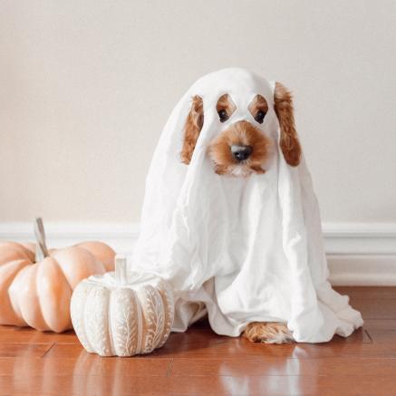 Dog in a ghost costume.