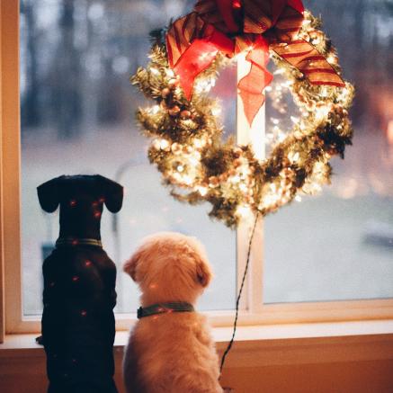 Two dogs looking out a window under a wreath.