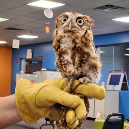 A small owl perched on a handler's yellow glove