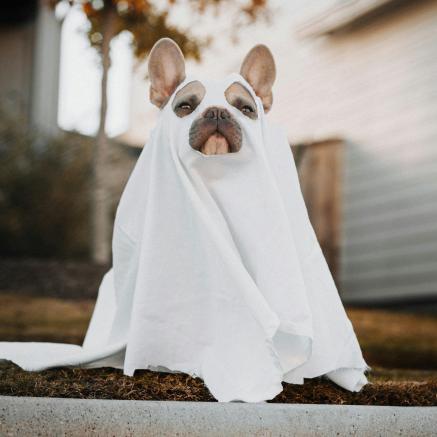 dog with ghost sheet on 