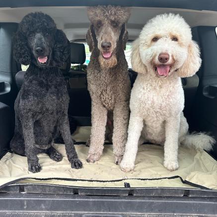 A black poodle, a brown poodle, and a white poodle smile while sitting in the back of a car. 