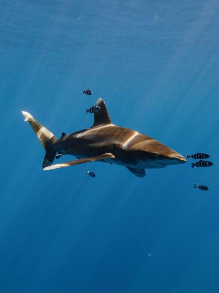 Shark in the ocean with pilot fish in front.