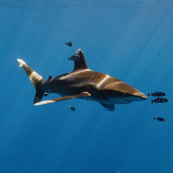 Shark in the ocean with pilot fish in front.